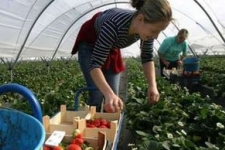 Молдавских рабочих ждут в странах западной Европы